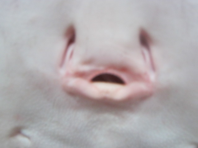 The face of a Motoro Ray. 2014.