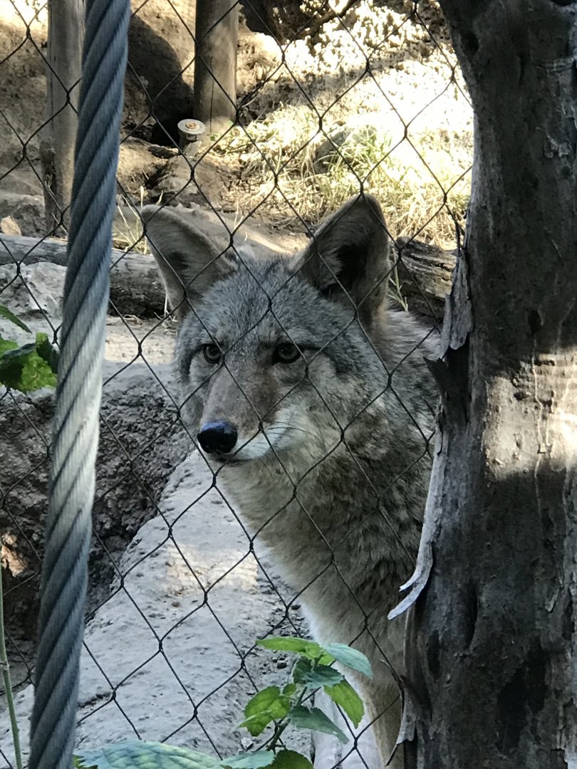 The Face of Confusion