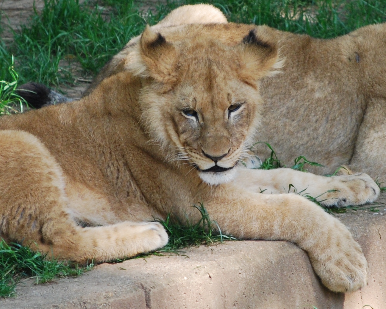 The face of future lion greatness