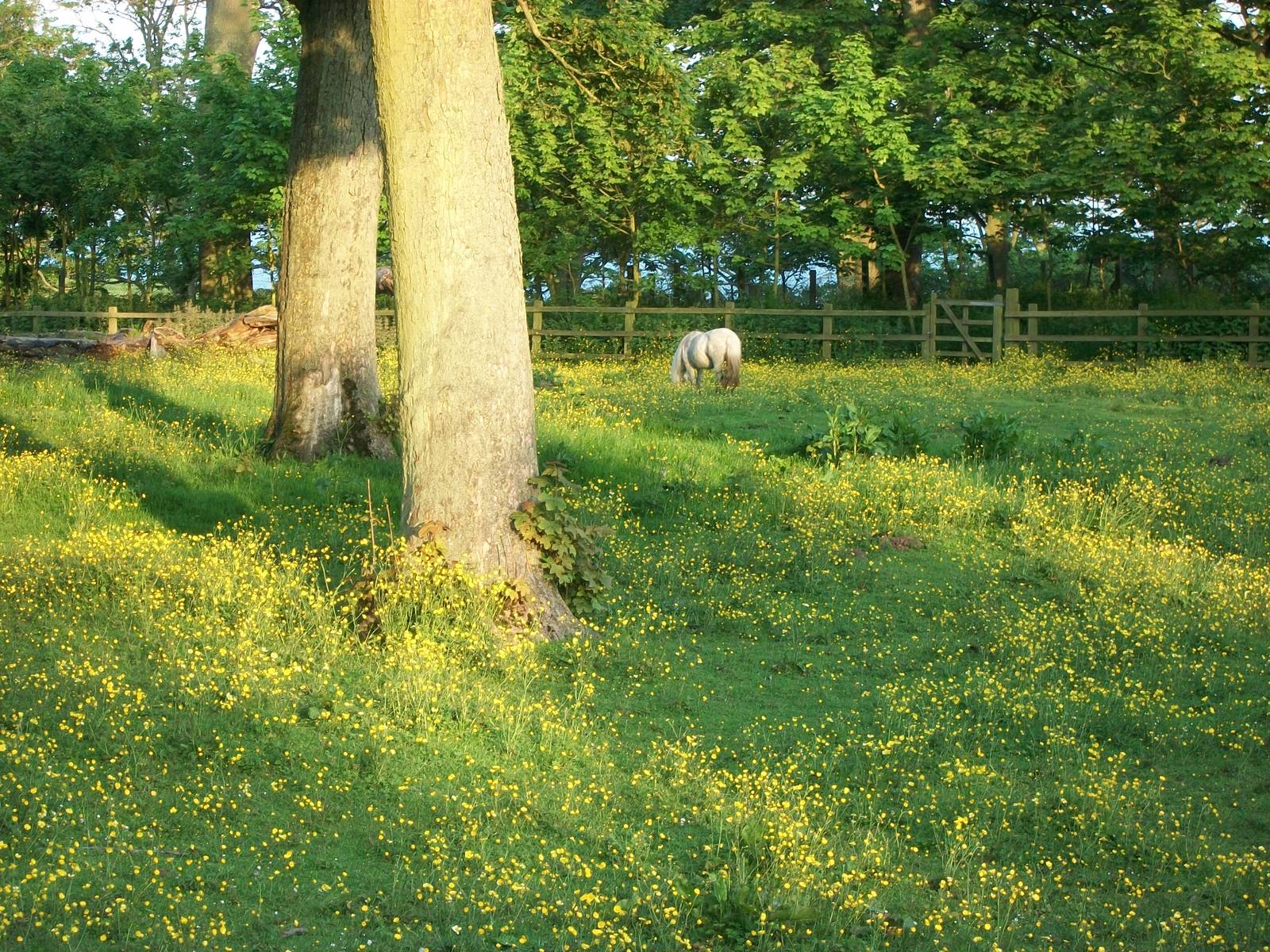 The fading embers of the sun, 1st June 2014