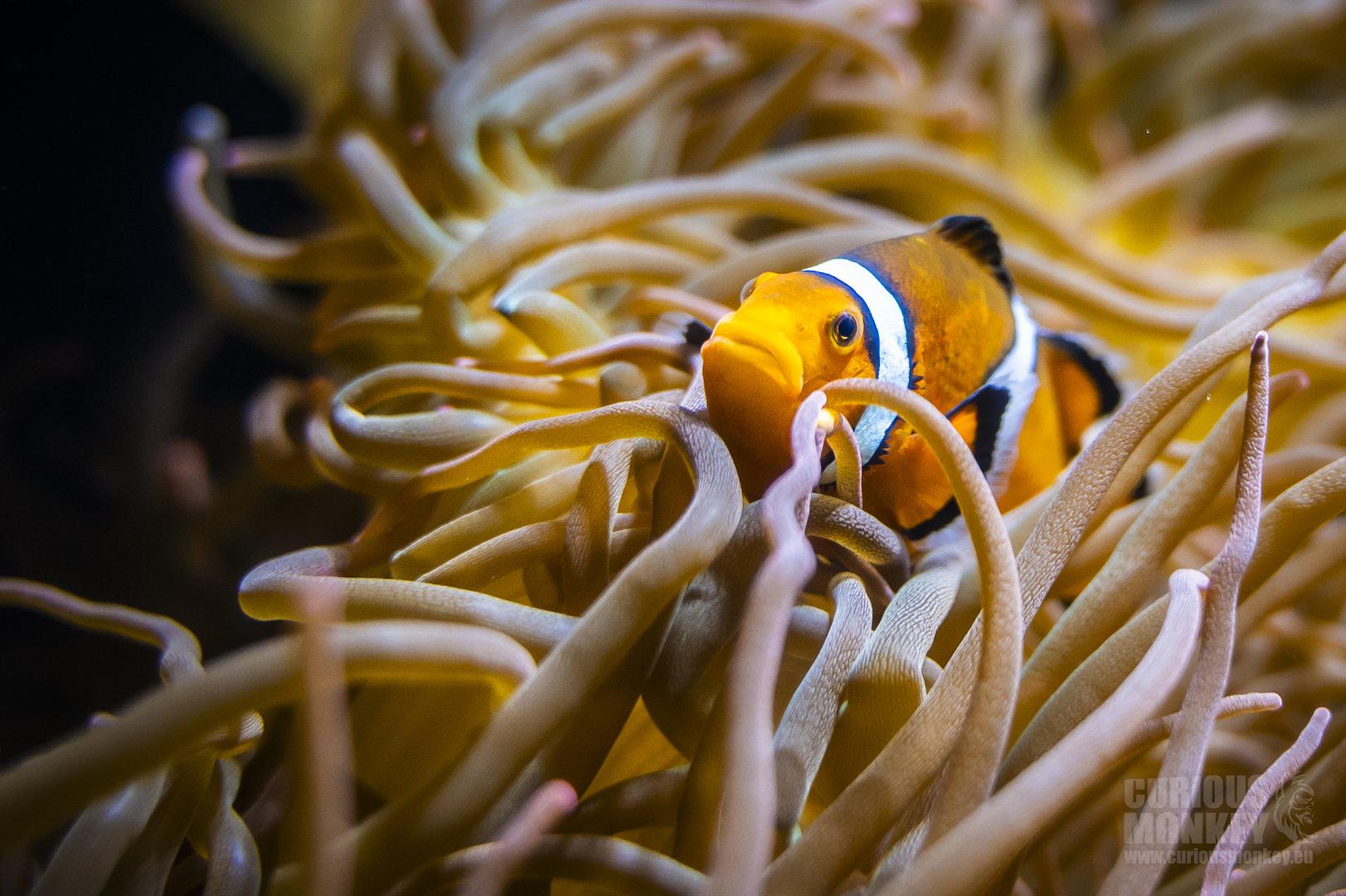 The False Clown Anemonefish (amphiprion ocellaris) 10/20