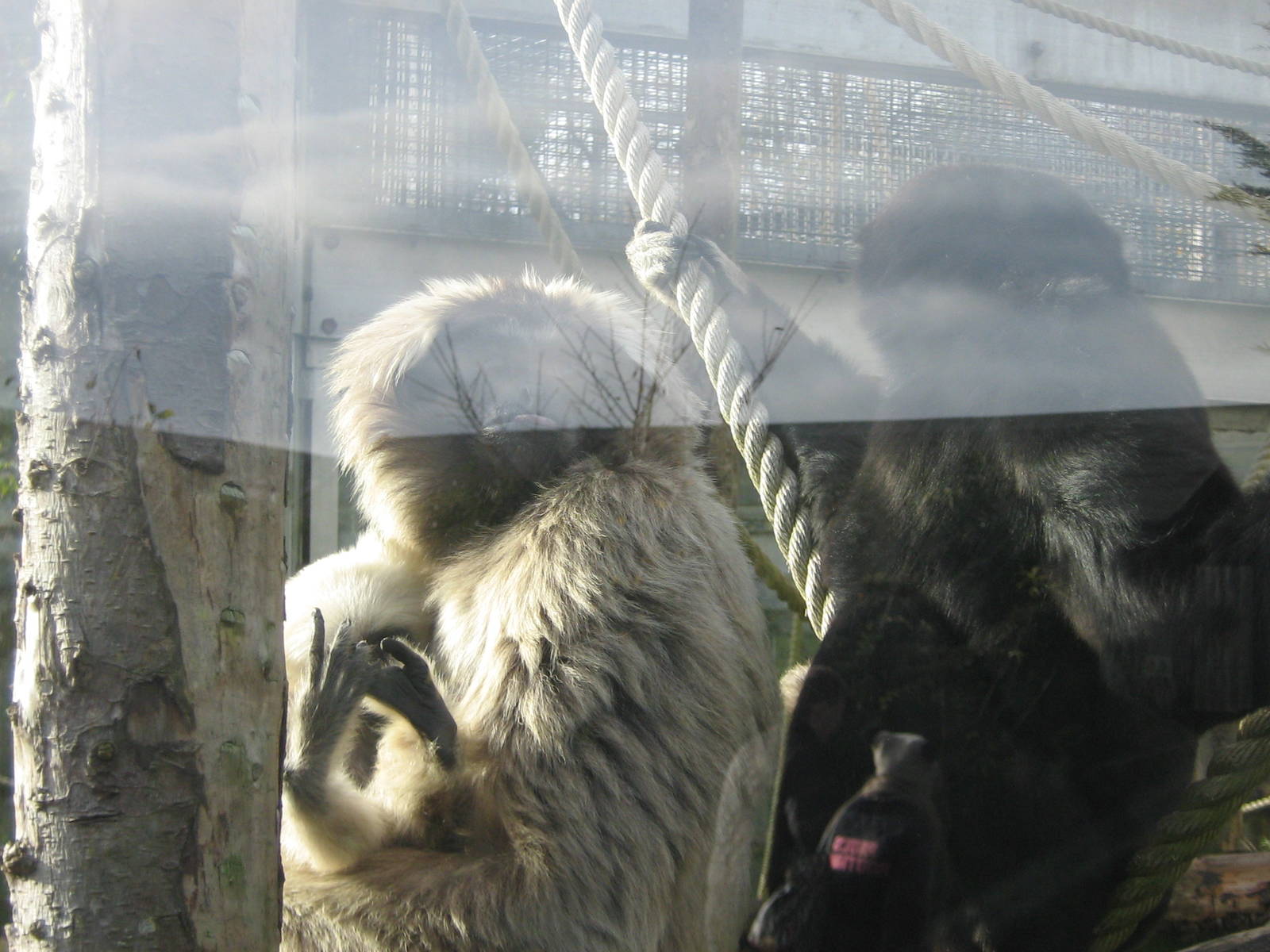 The Family Of Pileated Gibbon's