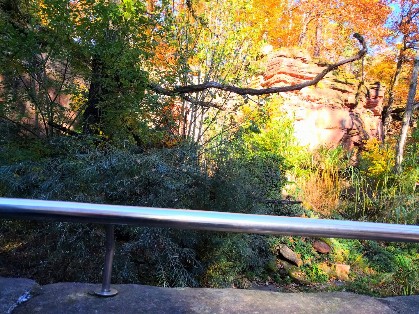 The Famous Fishing Cat Enclosure