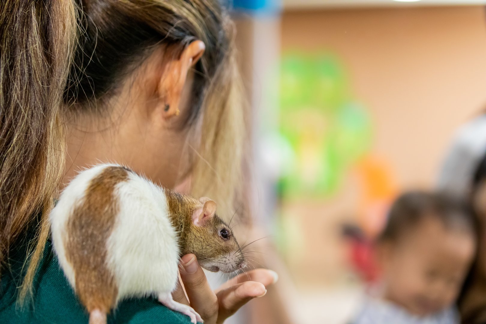 The fancy rat (Rattus norvegicus domestica)
