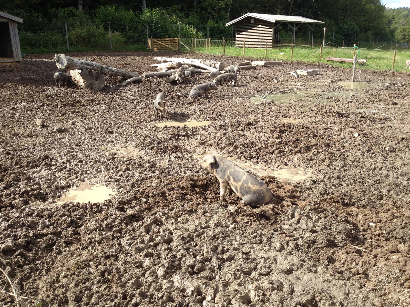 The Farm - Linder?d pig paddock