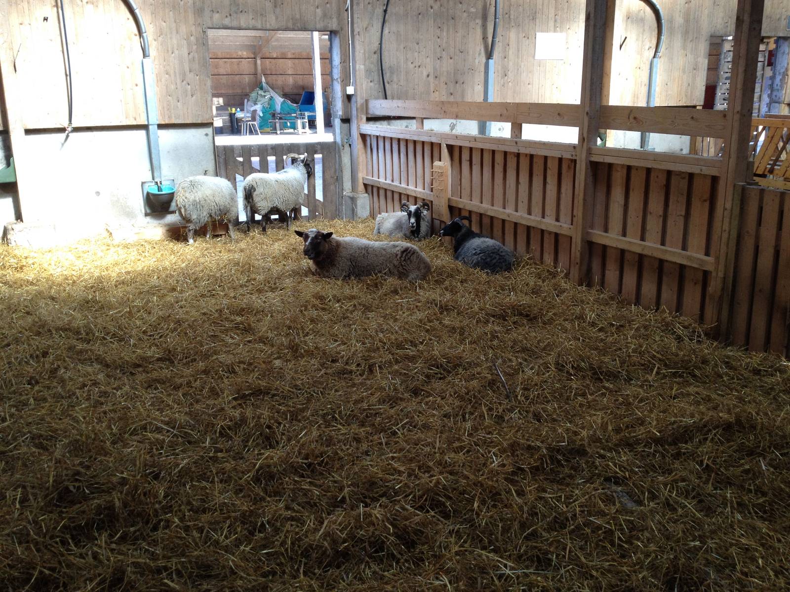 The Farm - Sheep indoor exhibit.