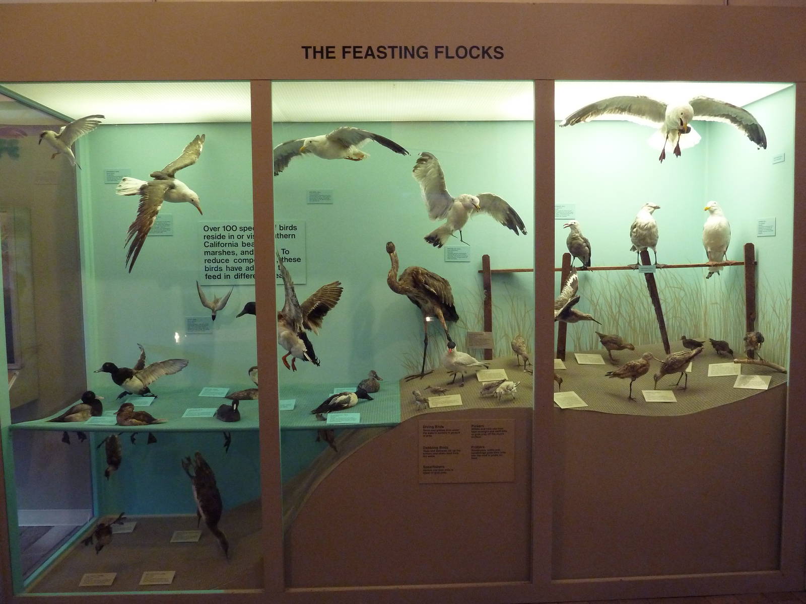 The Feasting Flocks Display