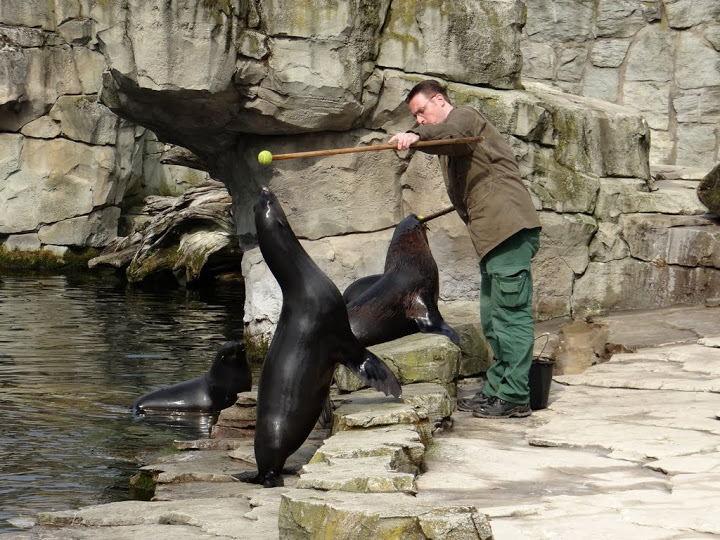 The feeding and displays at Arctocephalus pusillus