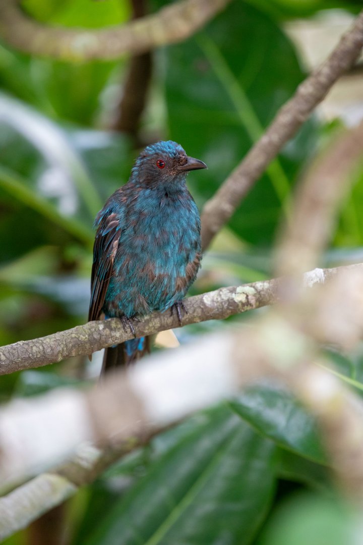 The female Asian fairy-bluebird ( Irena puella)