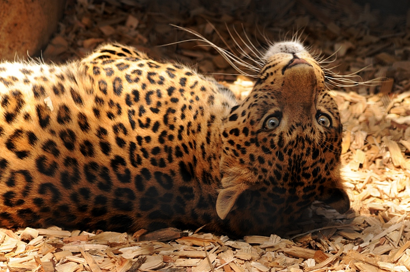 The female Chinese leopard