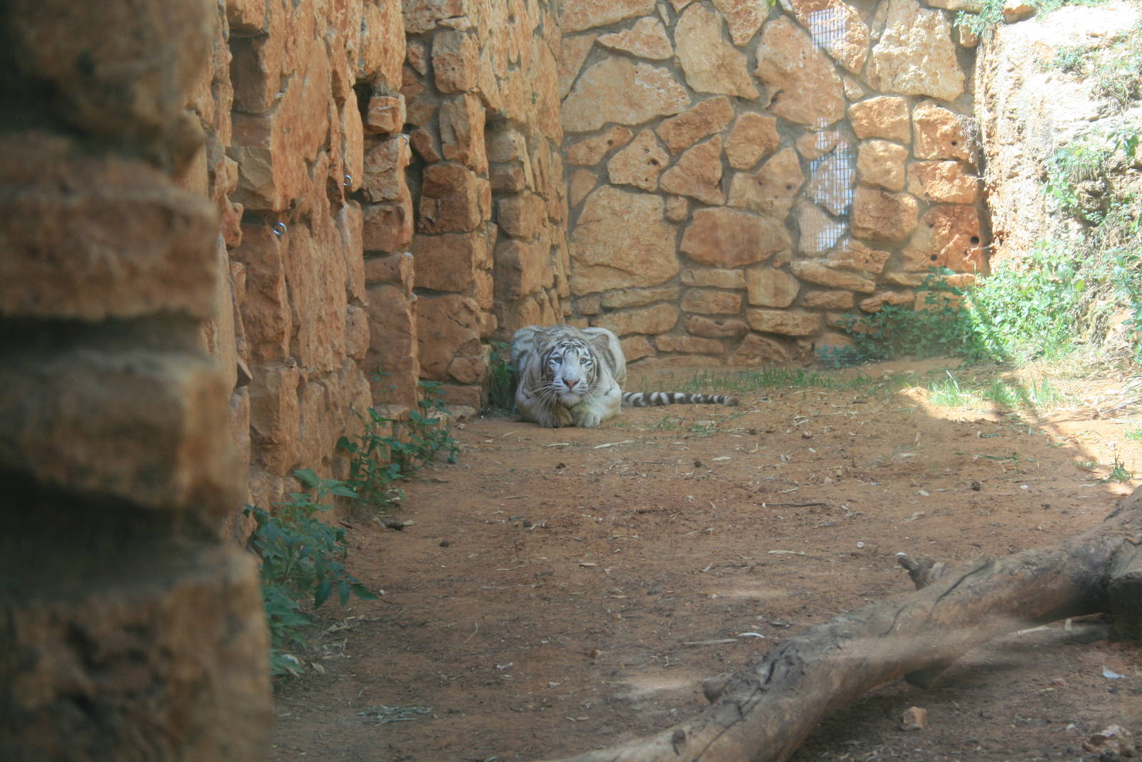 The female tigerss a bit scared