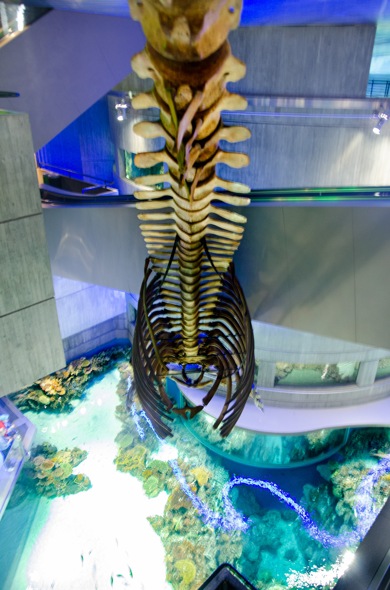 The Fin Whale Skeleton Omega