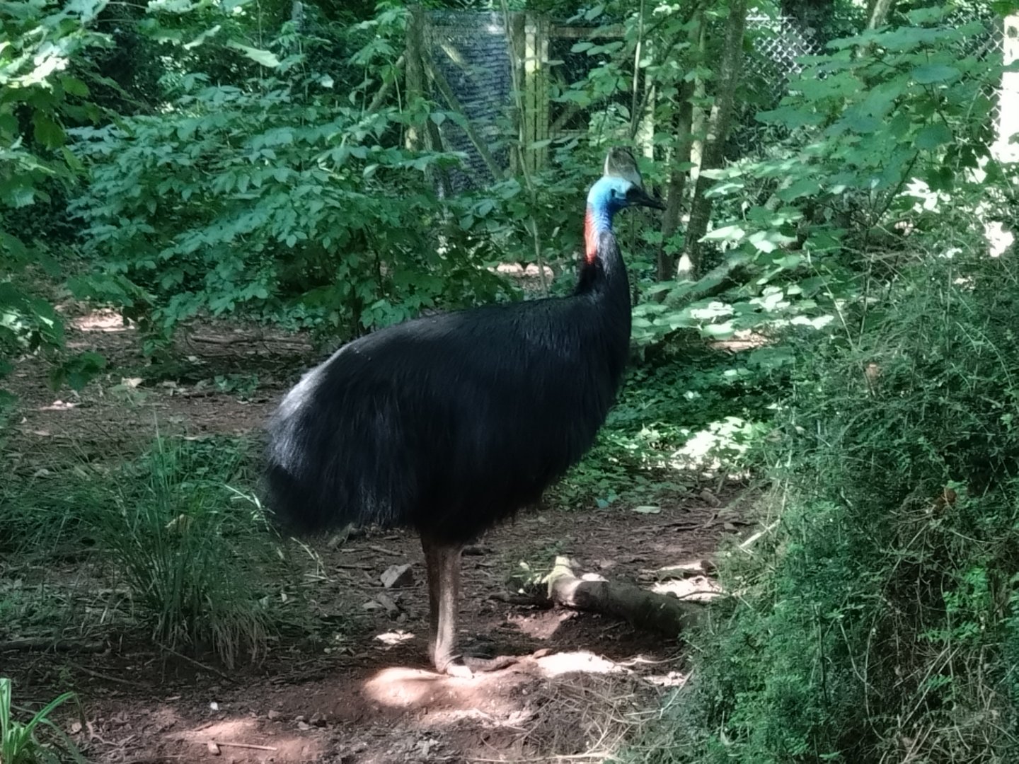 The final time - cassowary 2/8/24