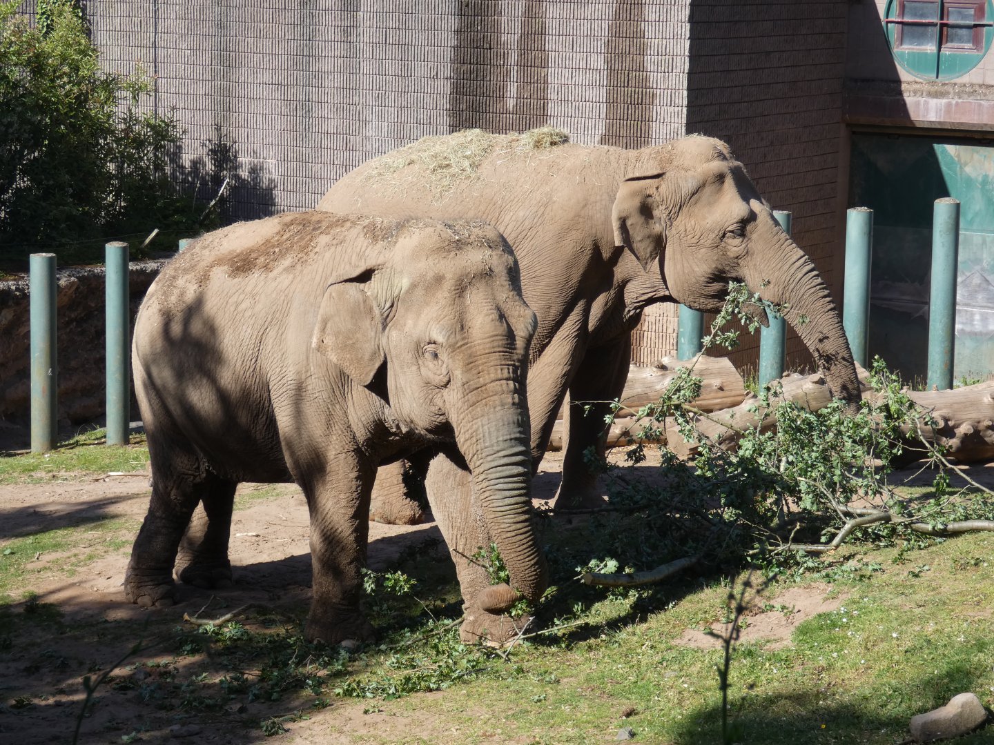 The final two Belfast elephants