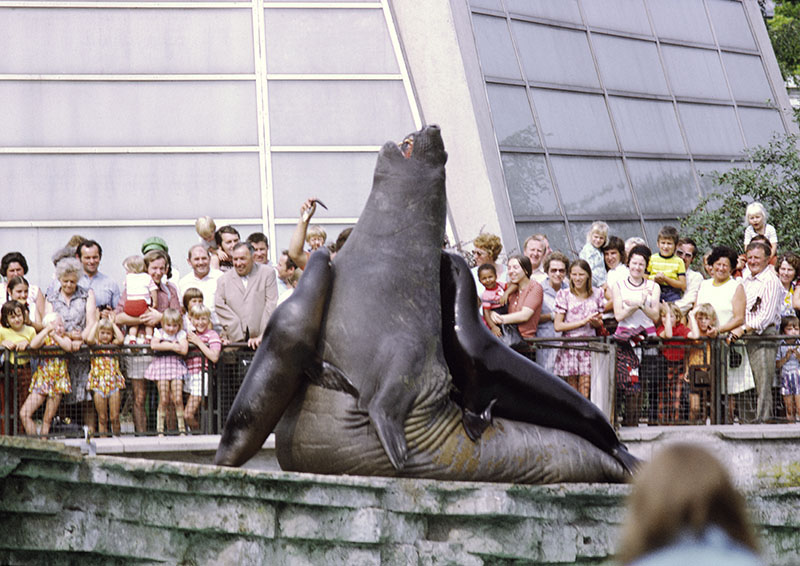 The finale of the Sealion & Elephant Seal show 1973