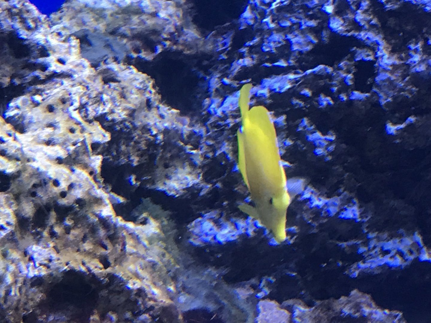 The first captive-bred yellow tang