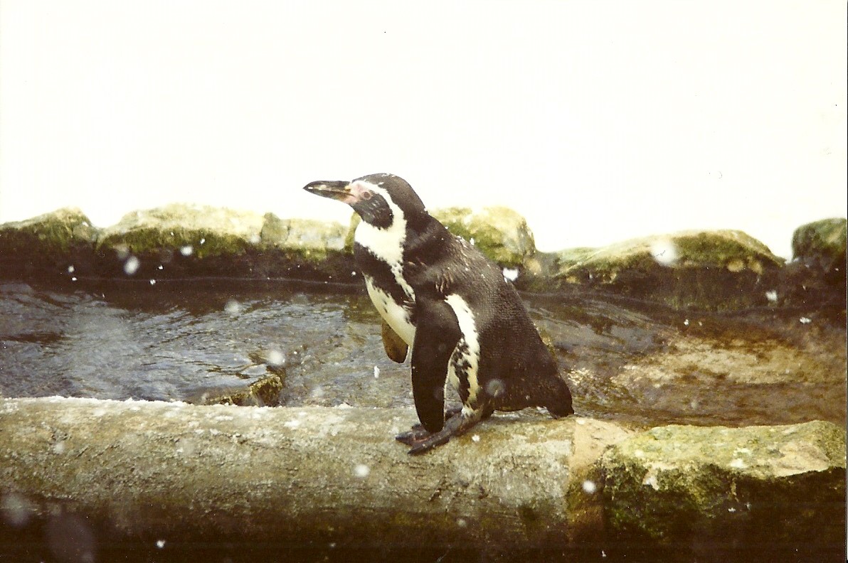 The first snow 5th December 1998