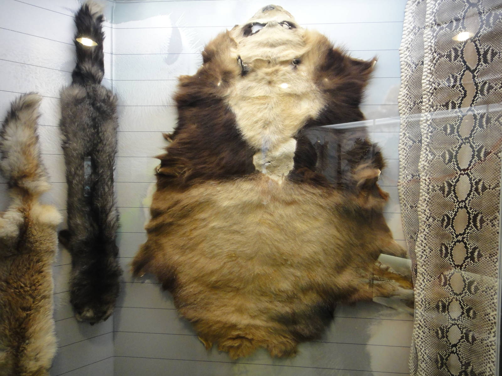 the first specimen of Qinling Panda (Ailuropoda melanoleuca qinlingensis)