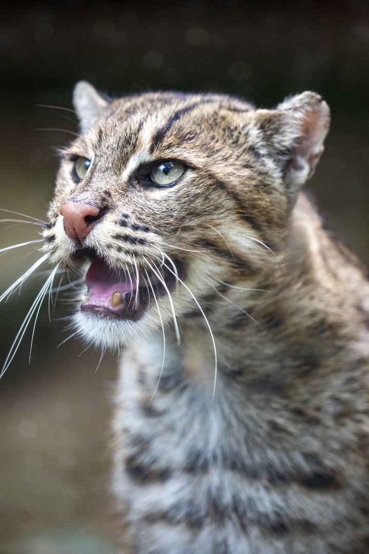 The fishing cat (Prionailurus viverrinus)