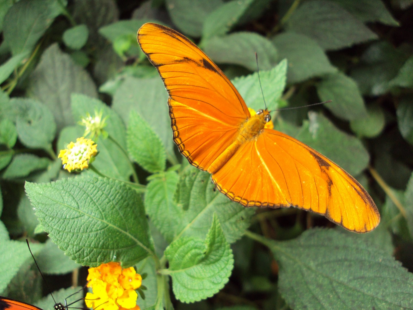 The Flame (Dryas julia) 28/05/2019