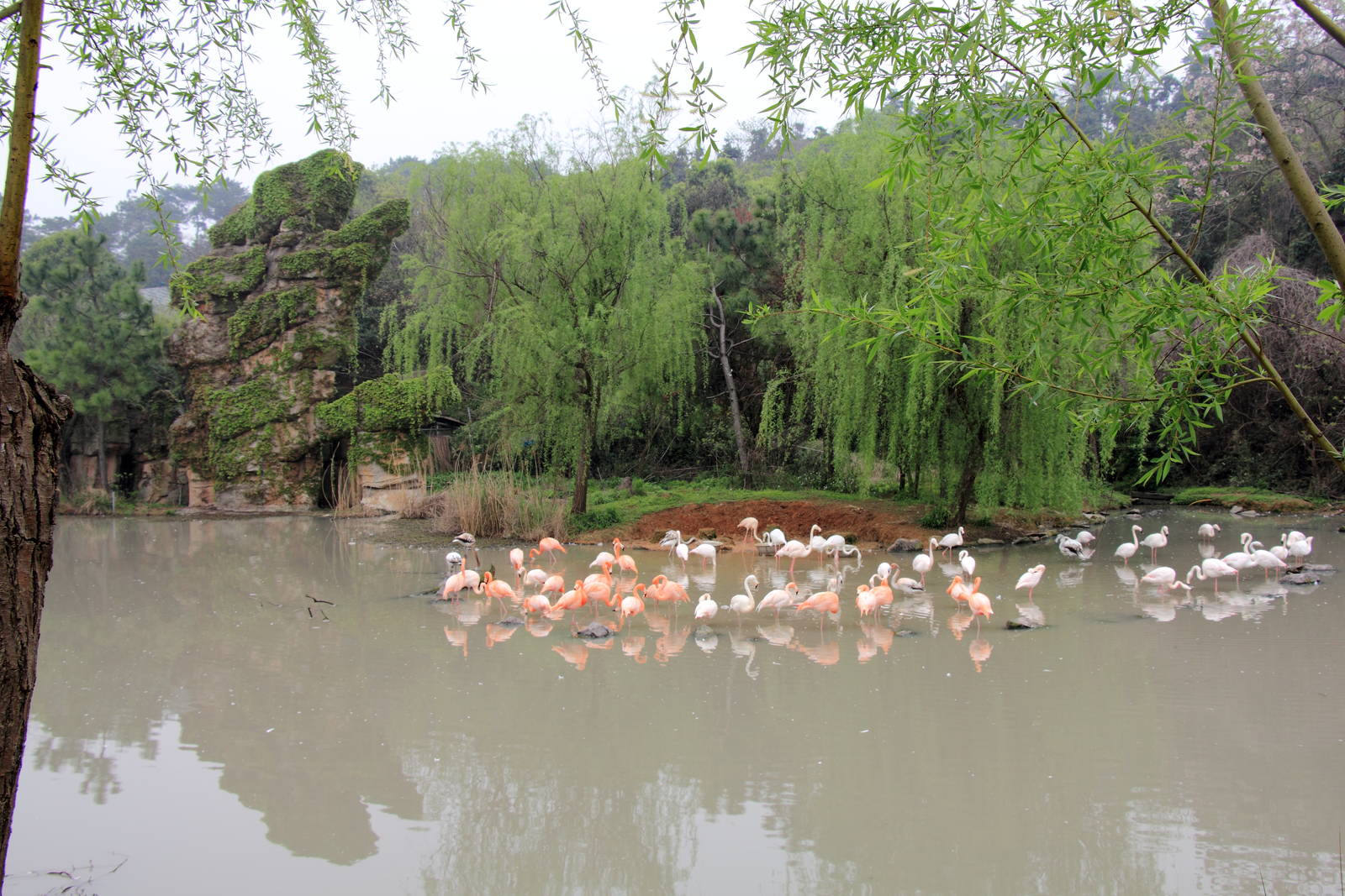 The flamingo exhibit