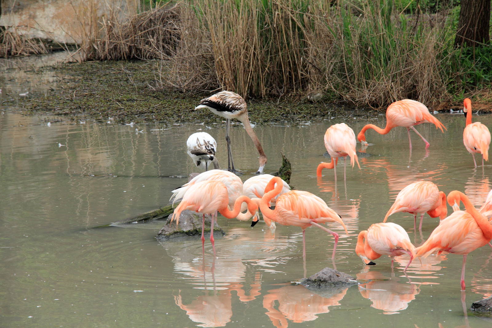 The flamingo exhibit