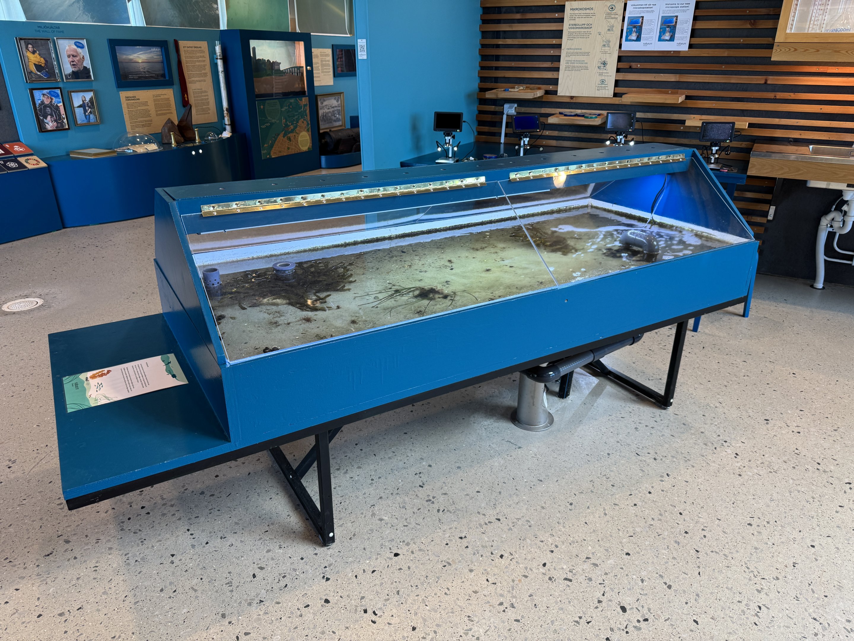 The flatfish tank (Naturum Östersund / Marine Education Center)