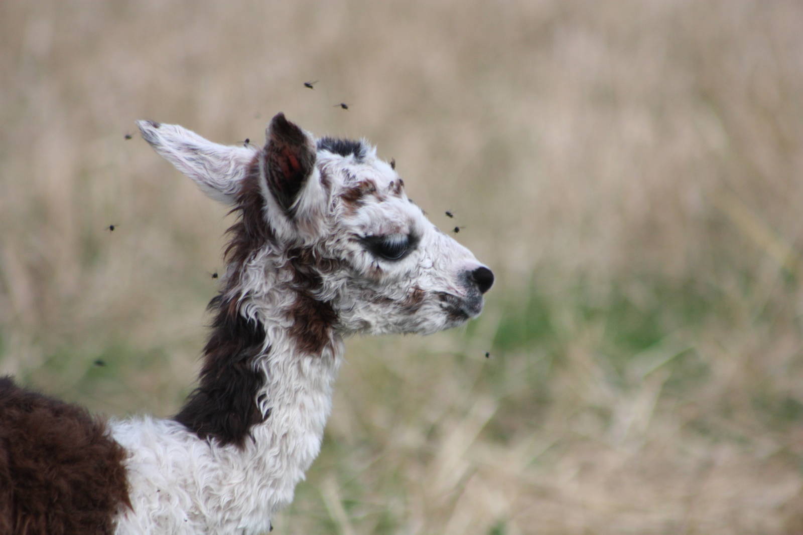 The flies are a nuisance, 24th August 2014