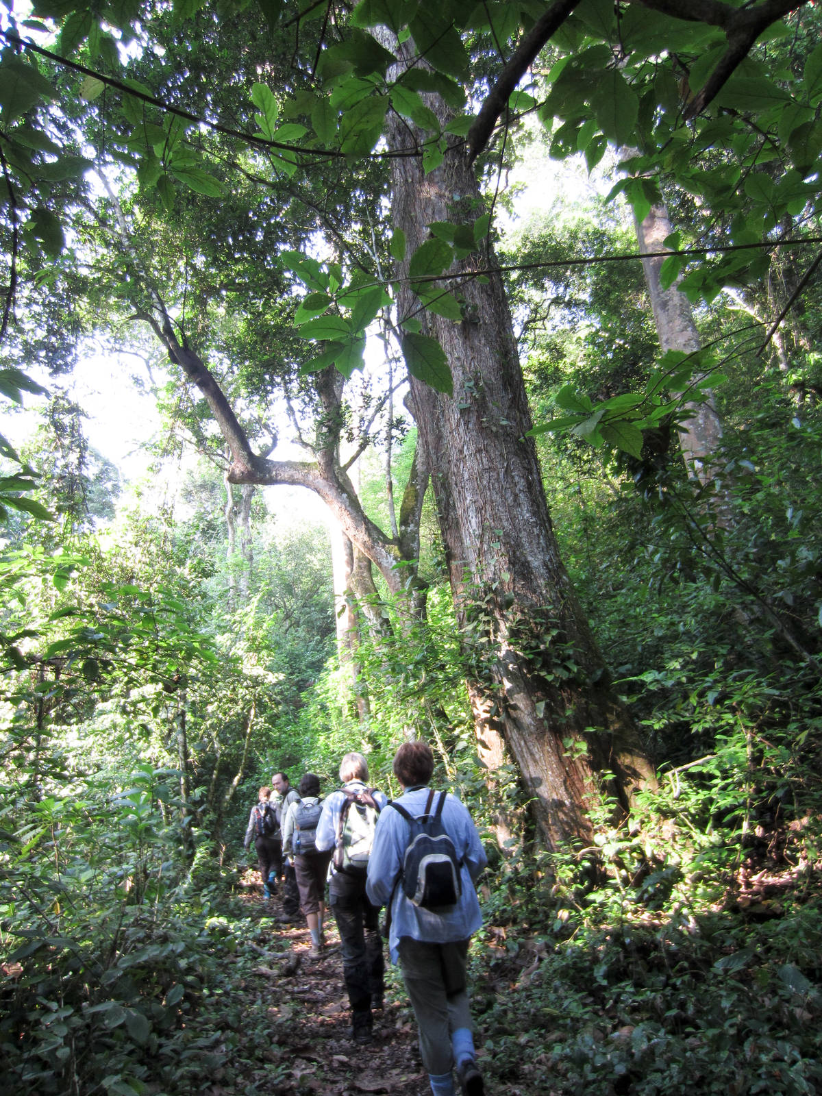 The forest at the bottom of the gorge