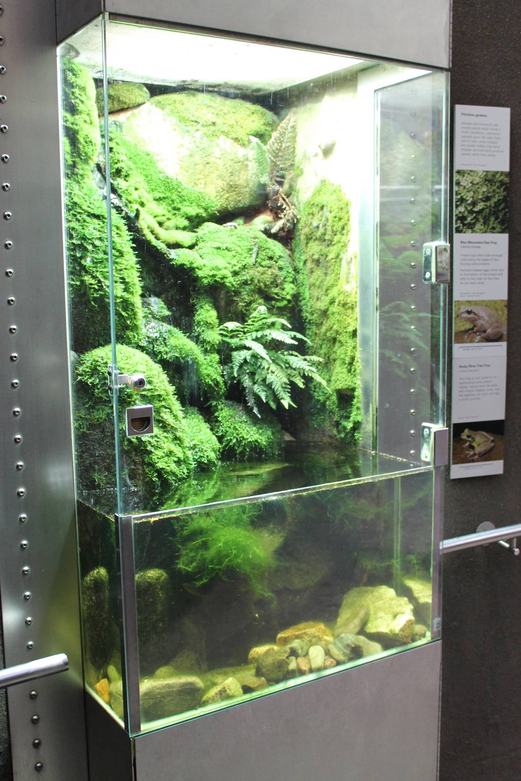 The Forest Gallery, frog tank
