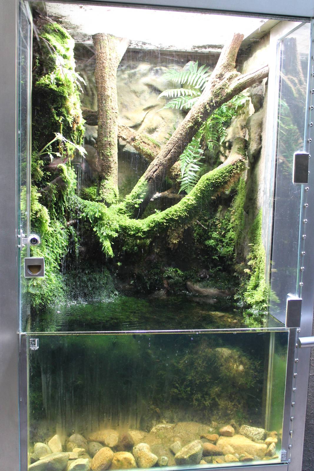 The Forest Gallery, frog tank