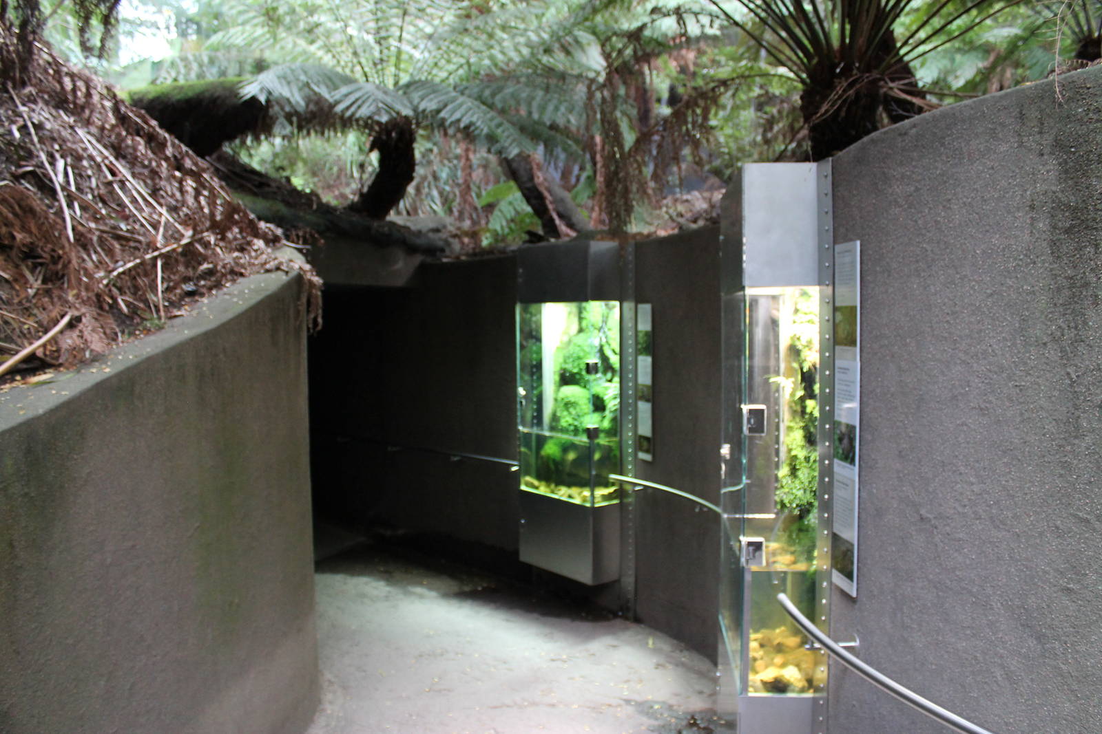 The Forest Gallery, frog tanks