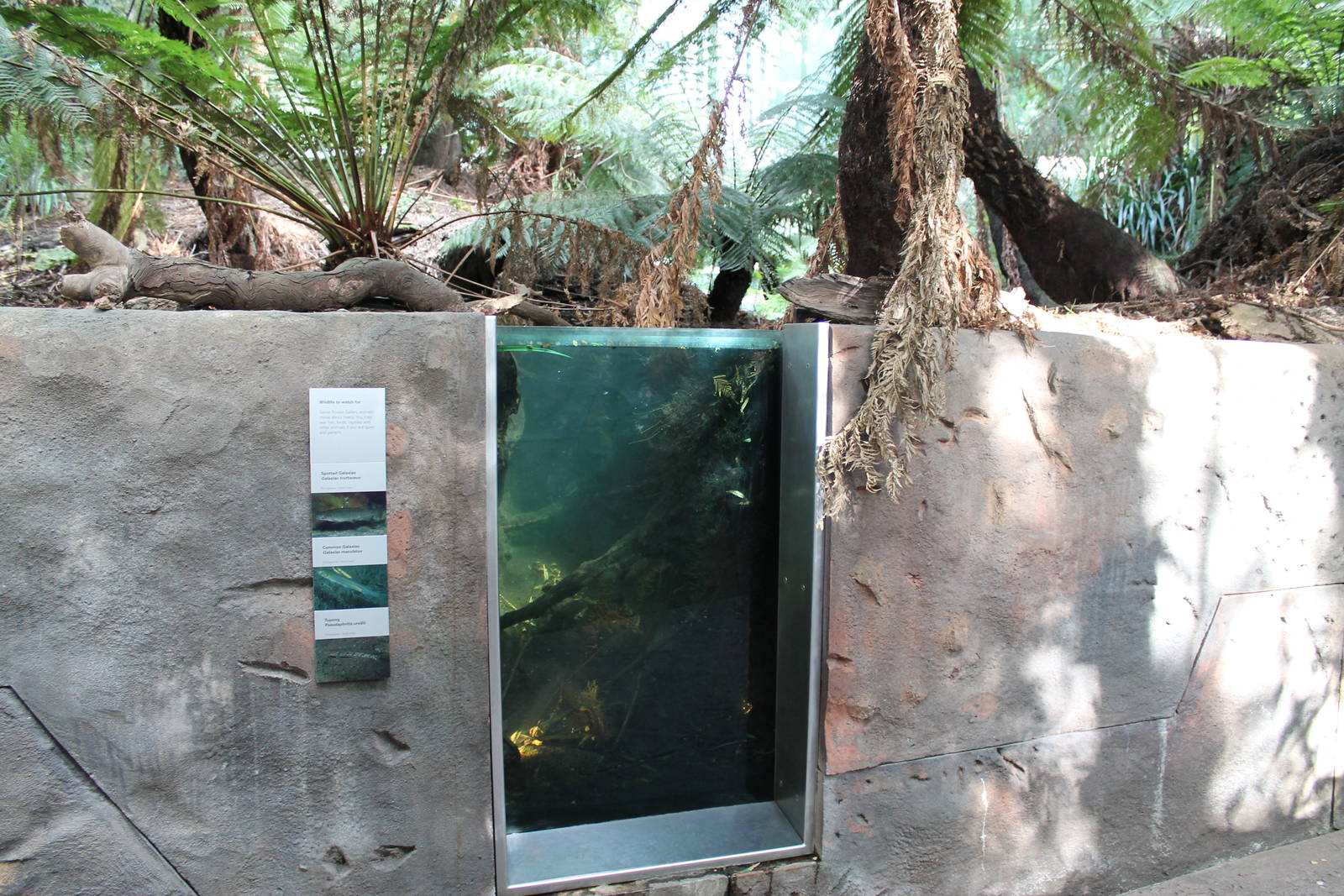 The Forest Gallery, stream viewing