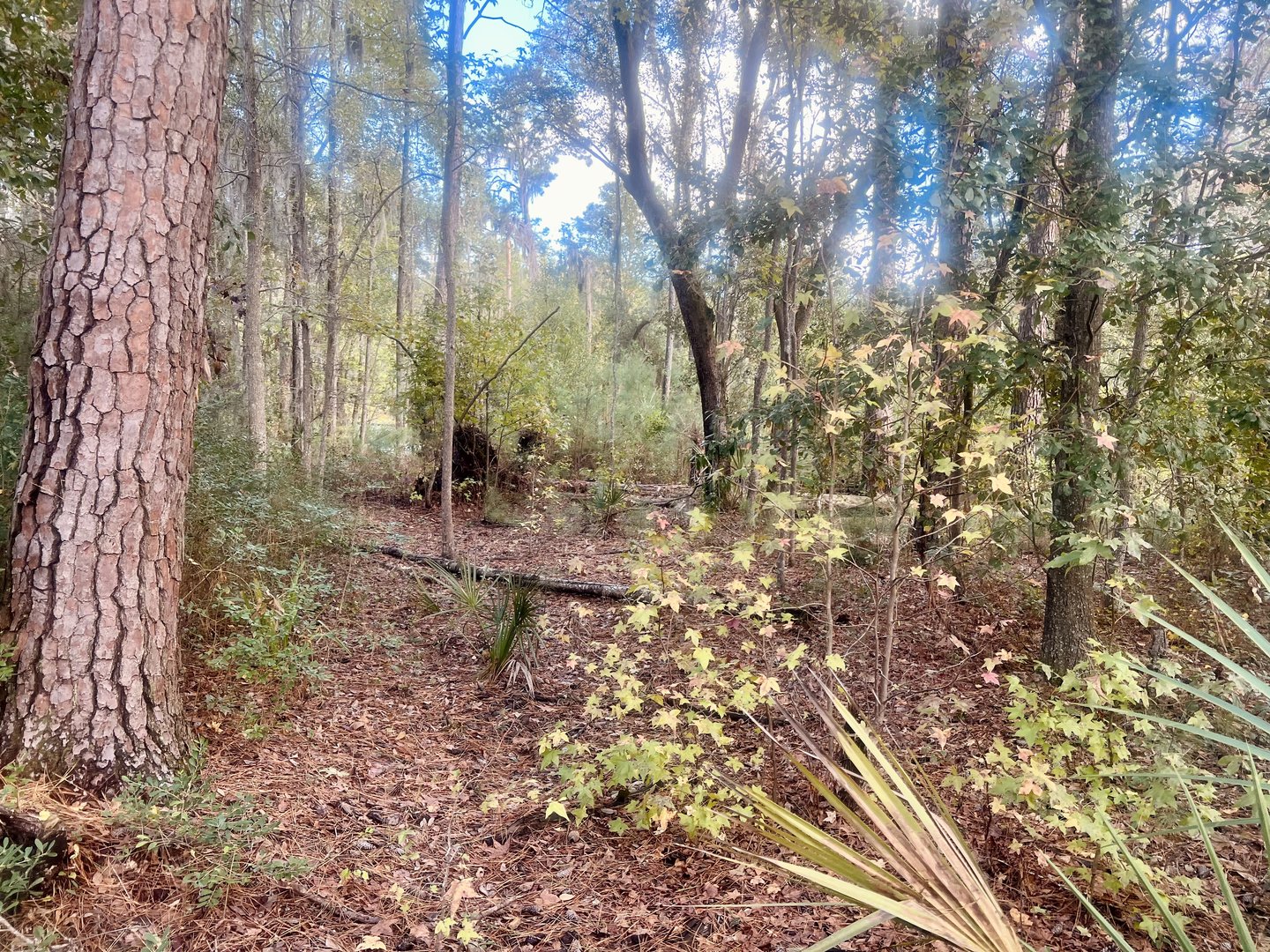 The Forest in transition