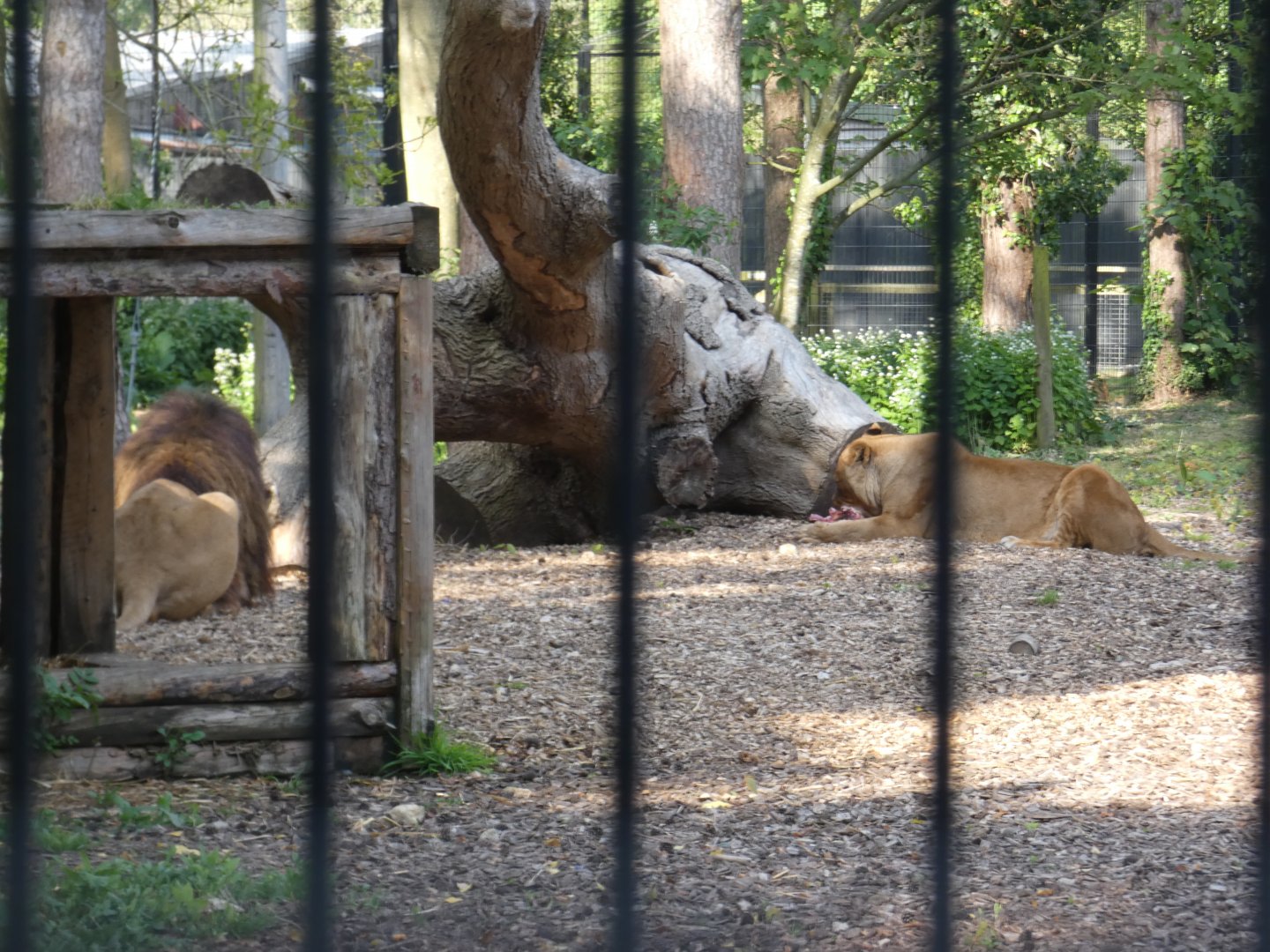 The former Borth Animalarium lions