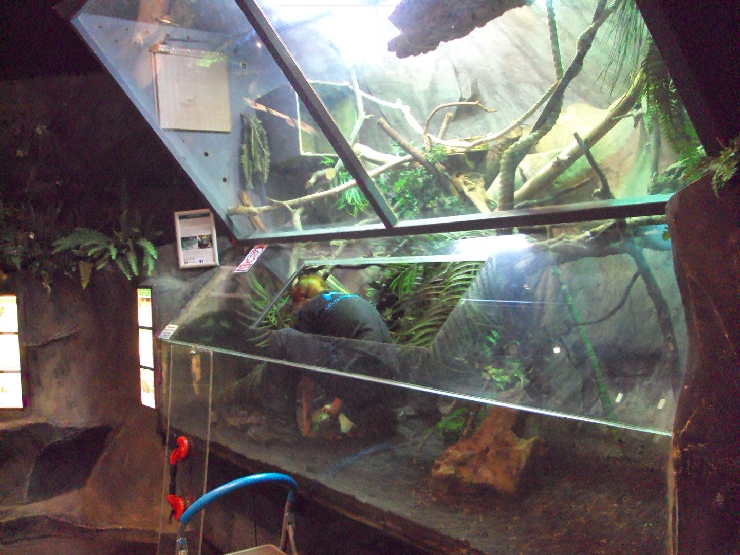 The former Pygmy Marmoset enclosure now home to Prehensile-tailed Skink 26/01/2020