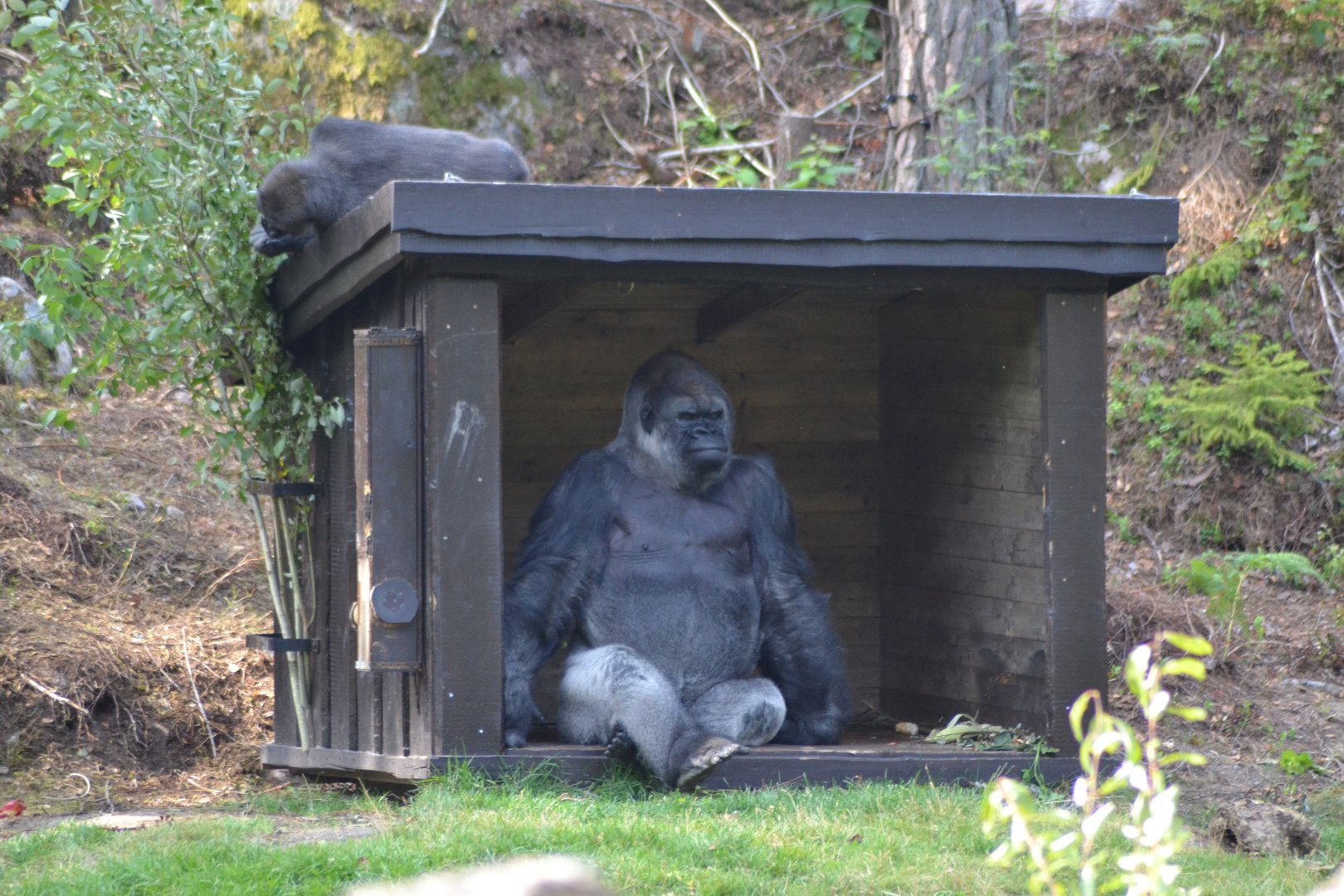 The former silverback Efata at Kolmården with his son Enzo on the roof