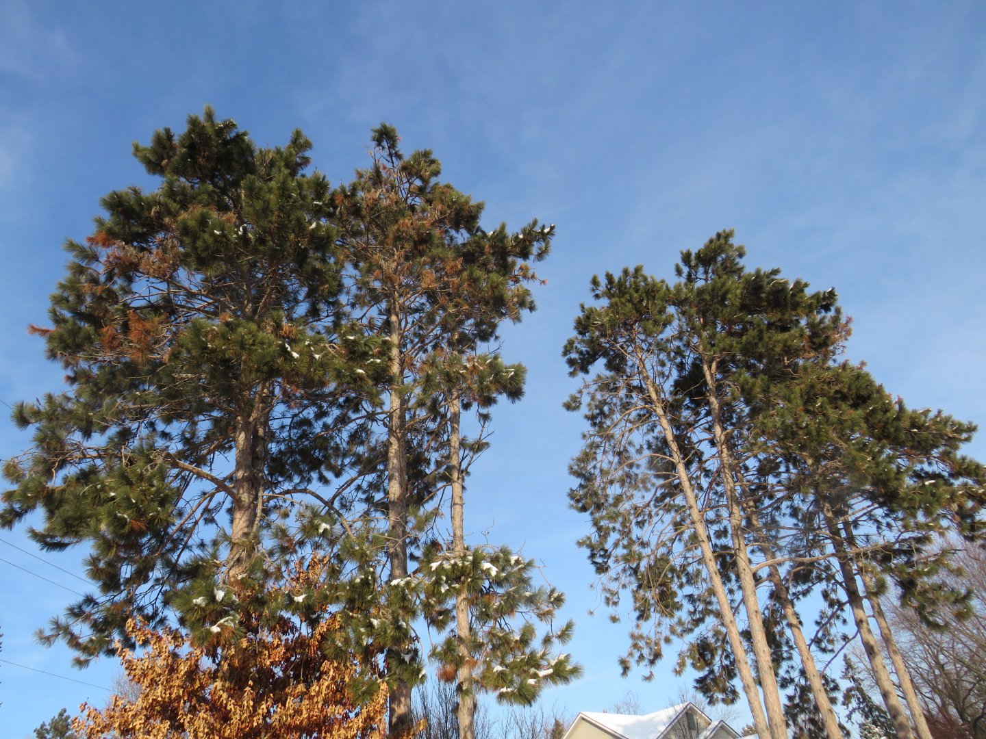 The Fortress of Trees