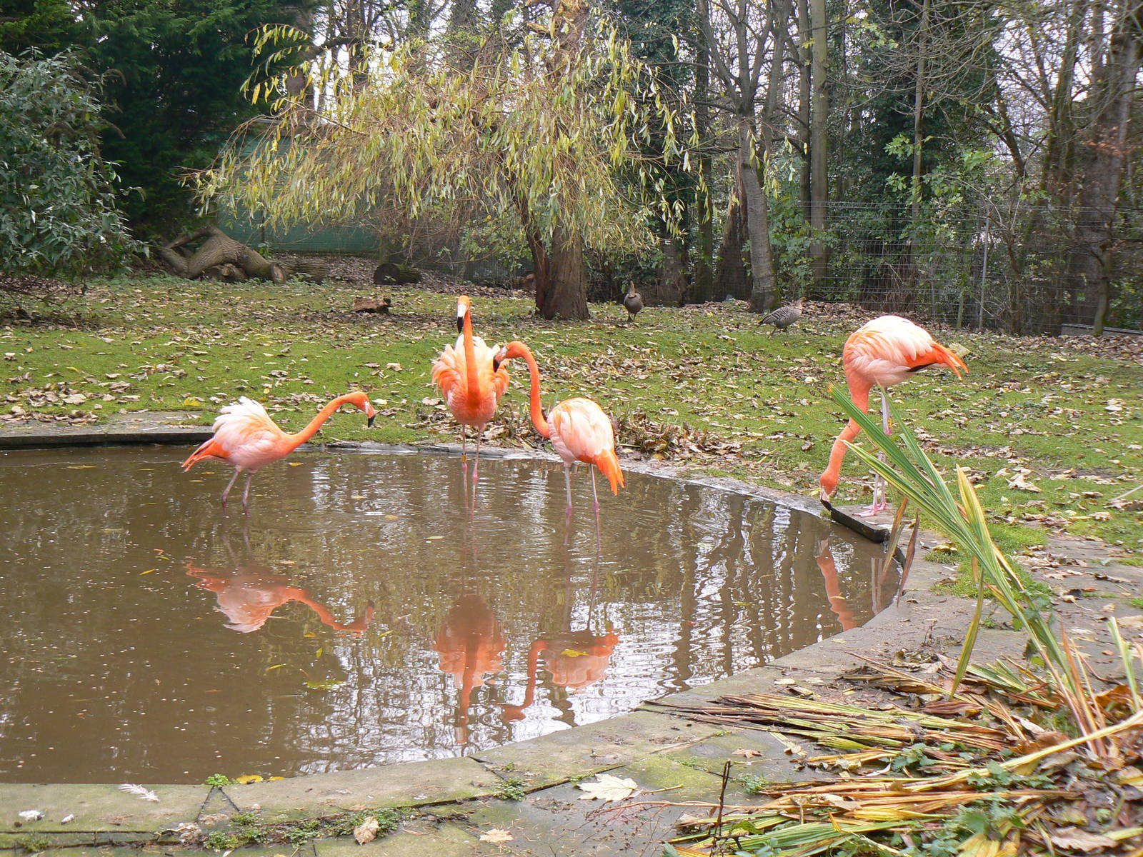 The Four New Flamingos - 6 December 2015