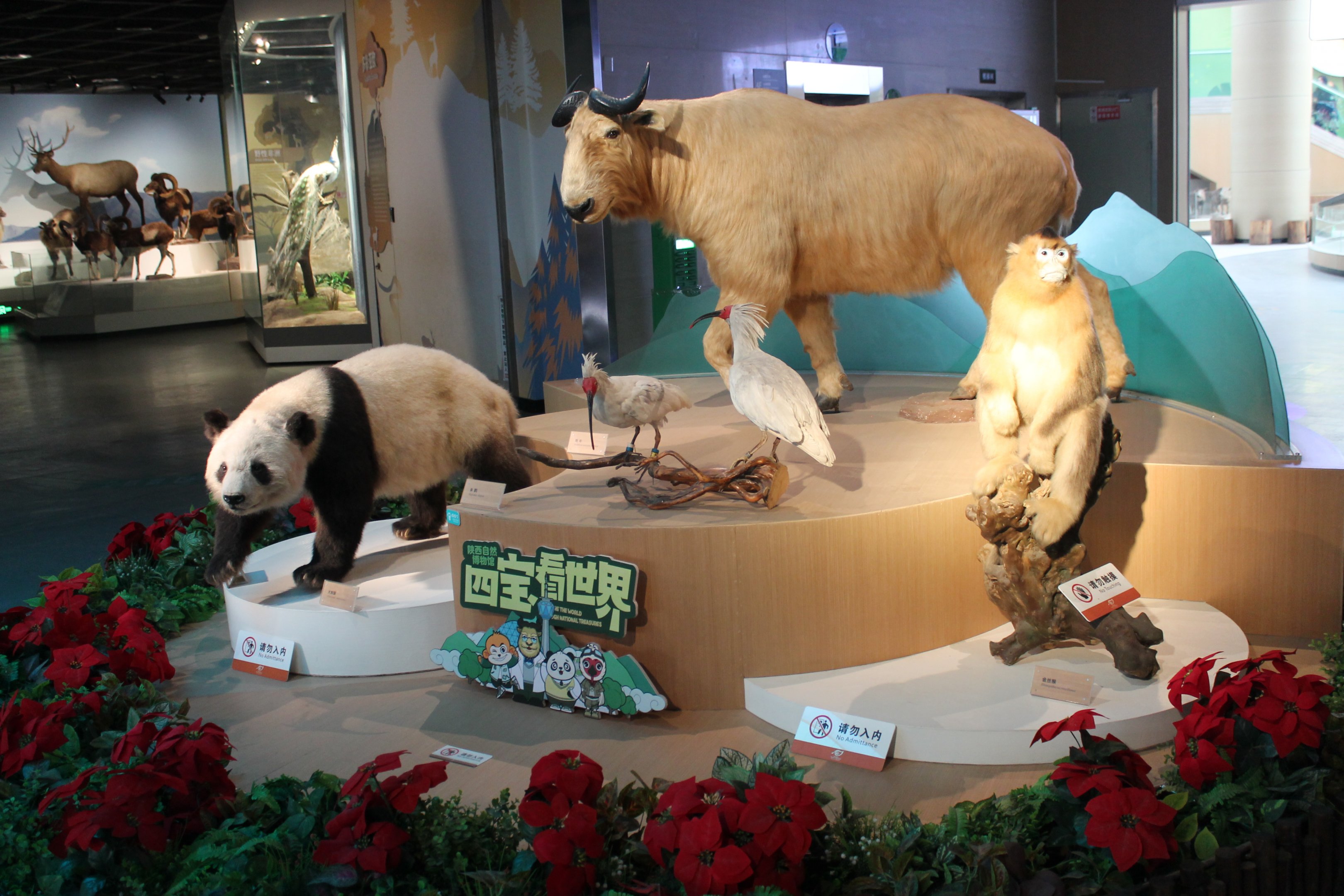 The four special animals of Qinling - Shaanxi Nature Museum