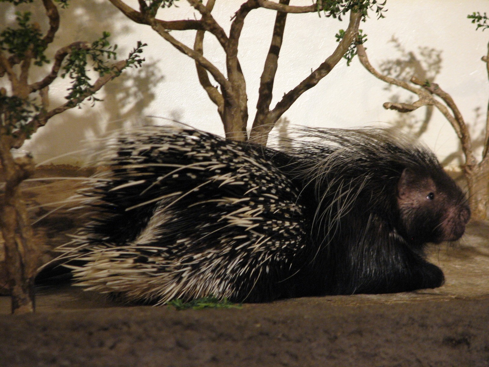 The Fragile Desert - African Crested Porcupine