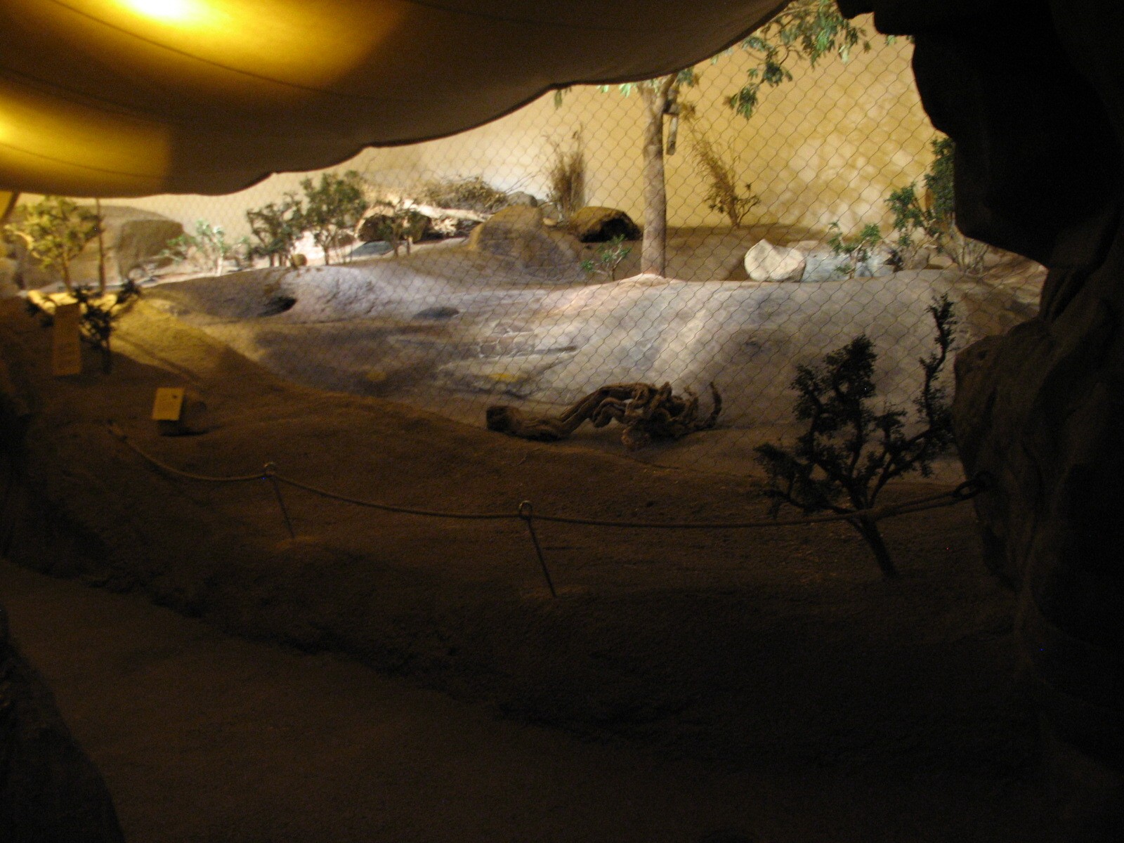 The Fragile Desert - Bat-eared Fox Exhibit Viewing Area