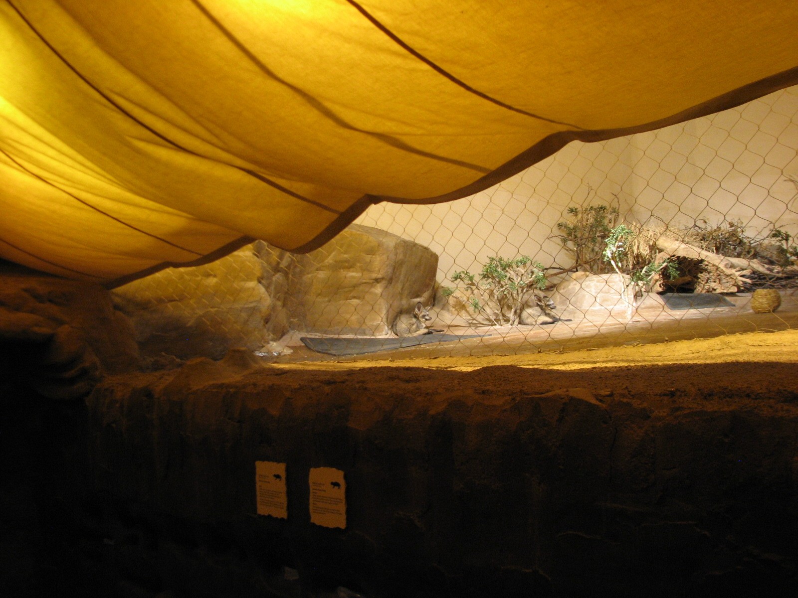 The Fragile Desert - Bat-eared Fox Exhibit