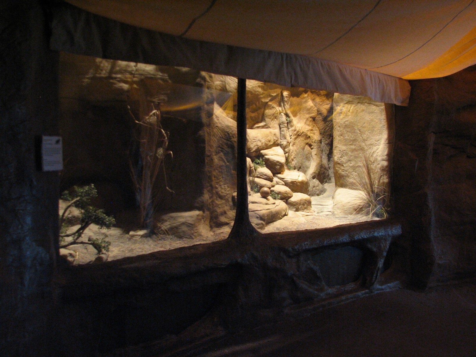 The Fragile Desert - Black-footed Cat Exhibit 1