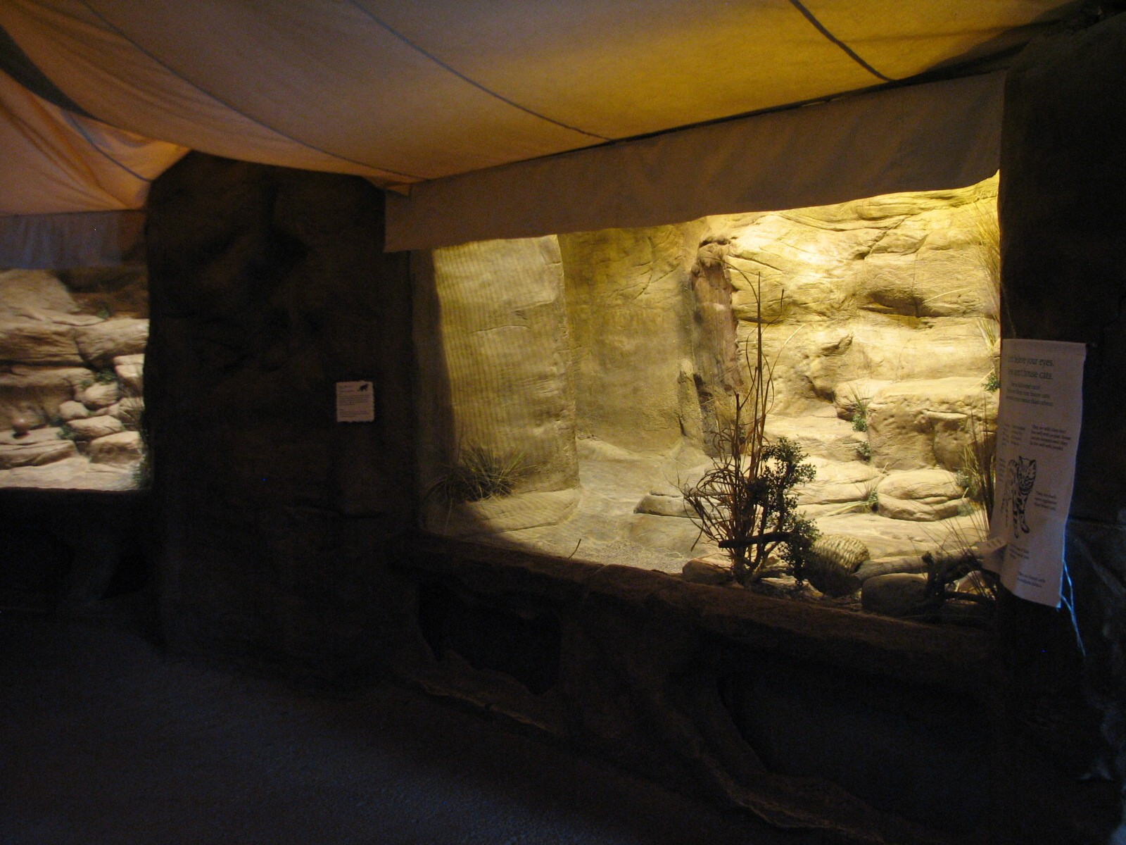 The Fragile Desert - Black-footed Cat Exhibit 2