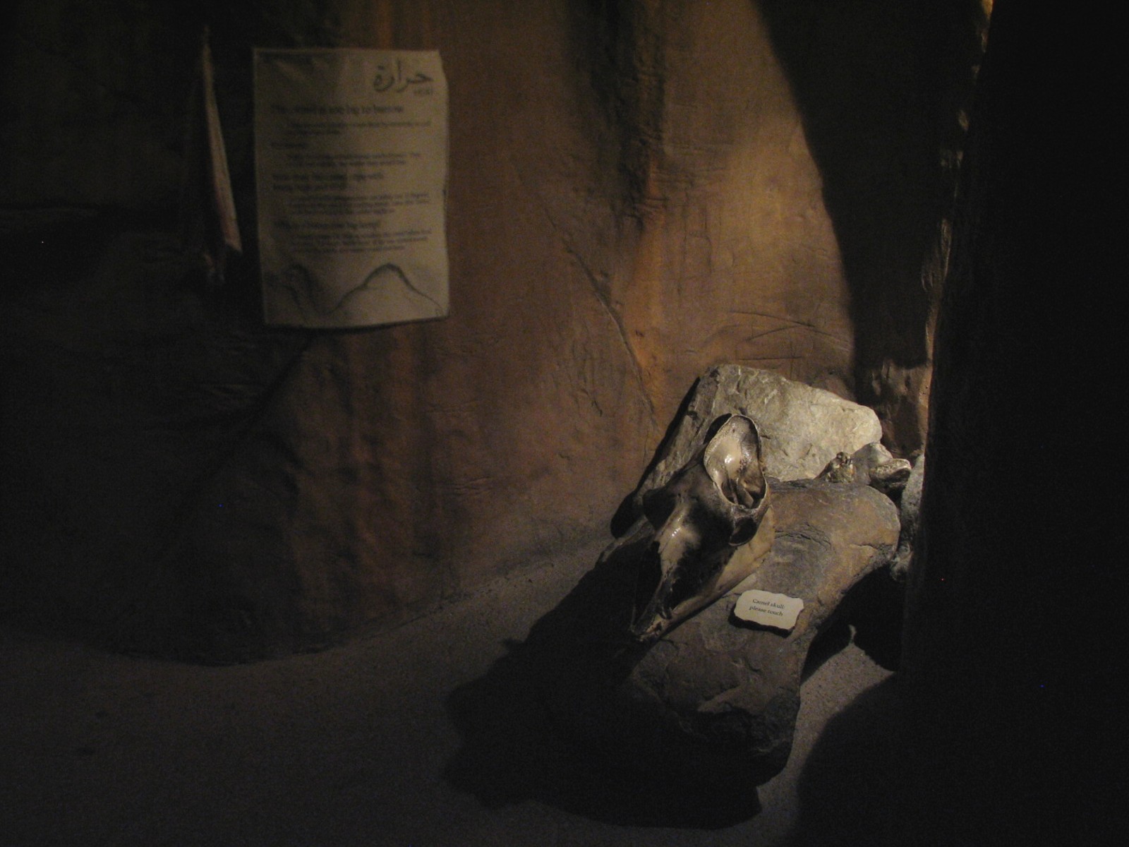 The Fragile Desert - Camel Skull in Cave