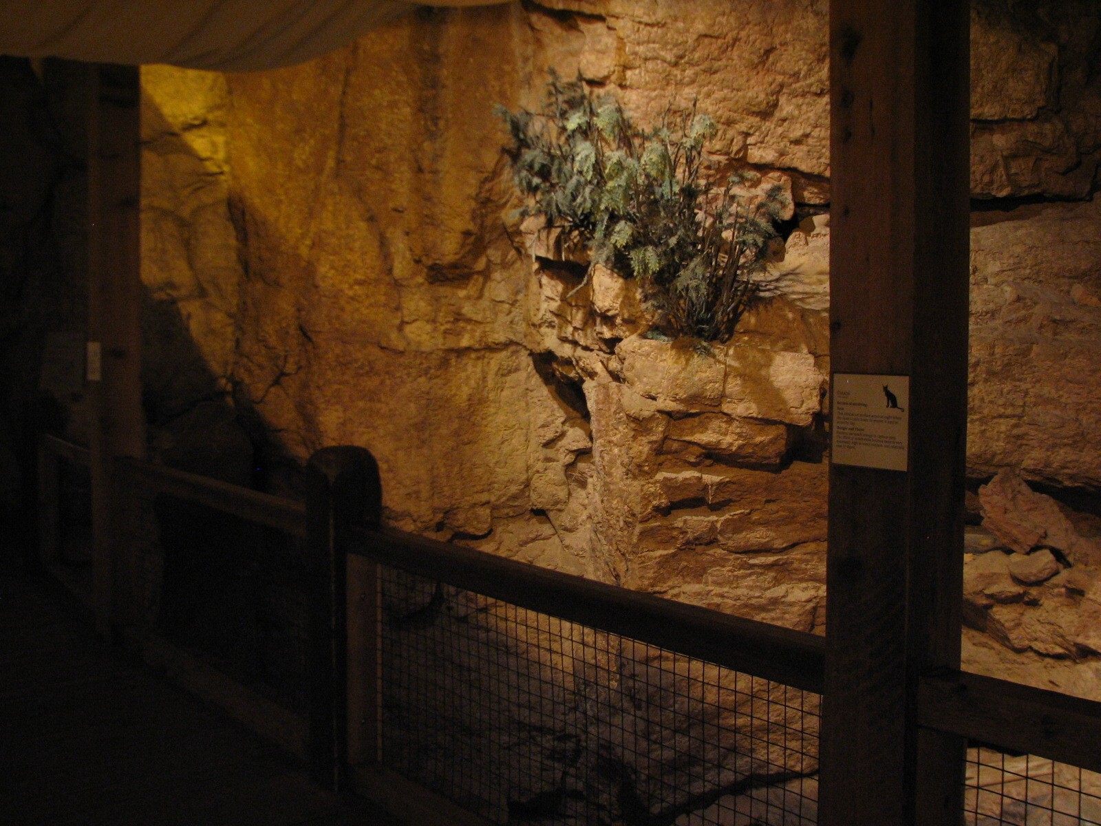 The Fragile Desert - Caracal Exhibit Viewing Area