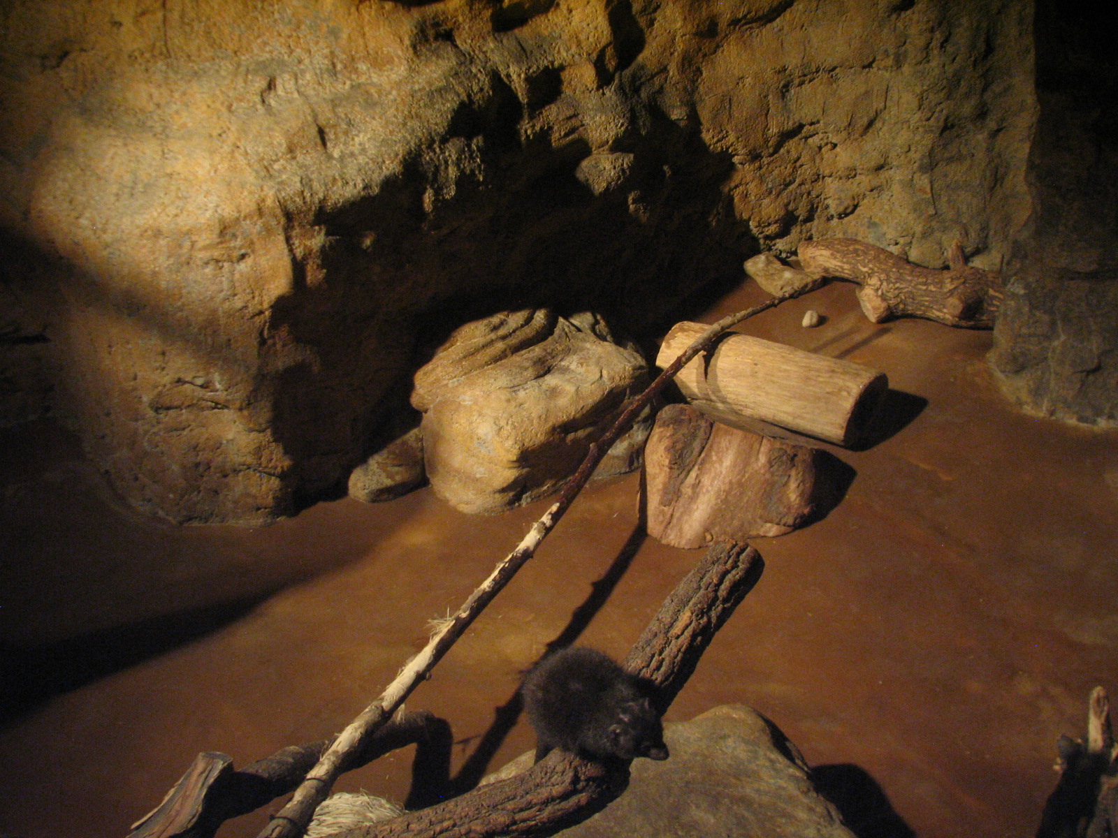 The Fragile Desert - Dwarf Mongoose Exhibit
