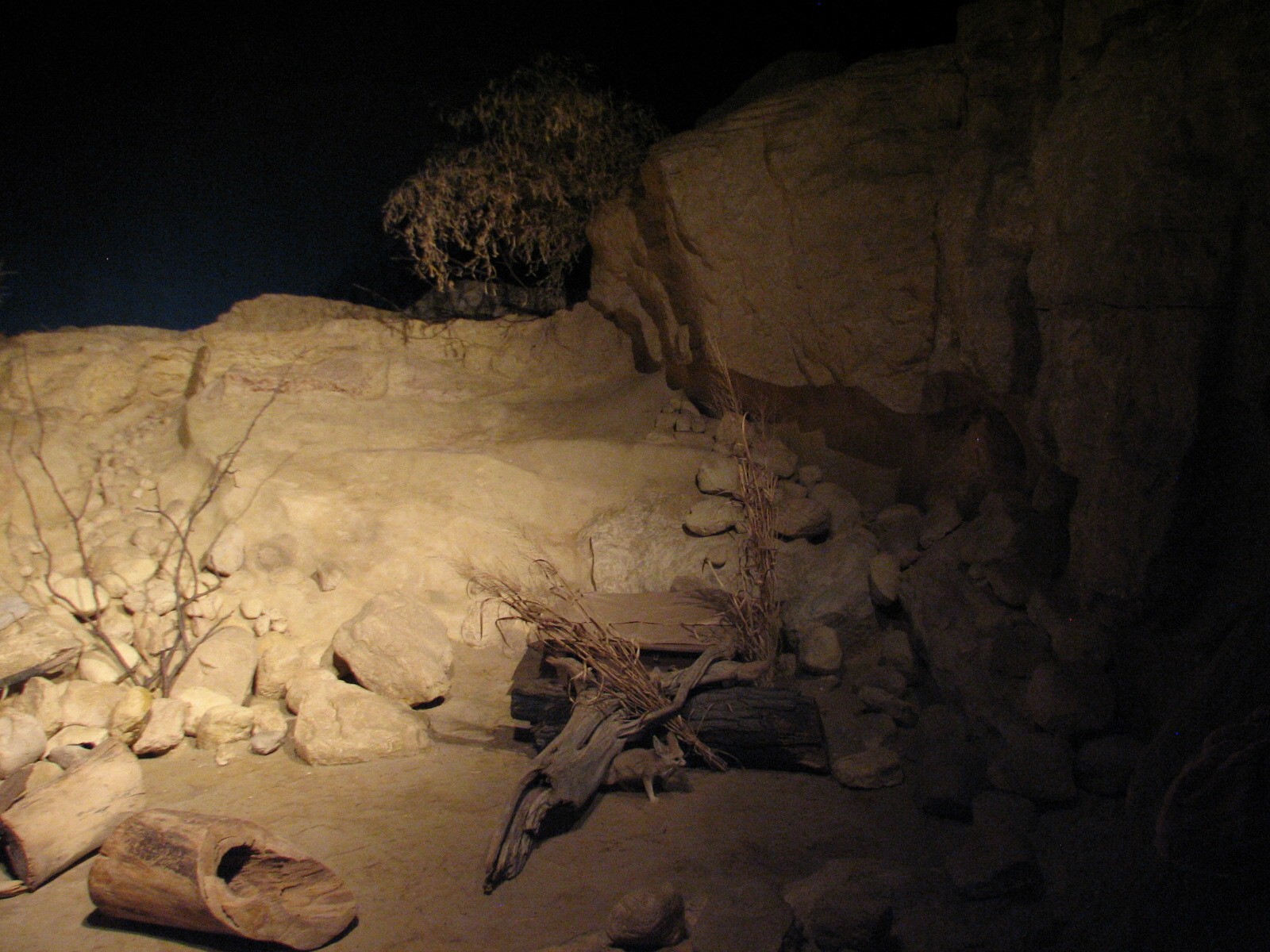 The Fragile Desert - Fennec Fox Exhibit