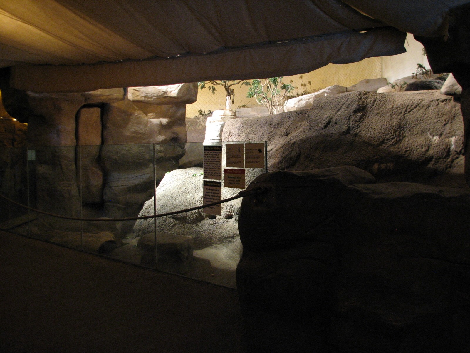 The Fragile Desert - Meerkat and African Crested Porcupine Exhibit Viewing
